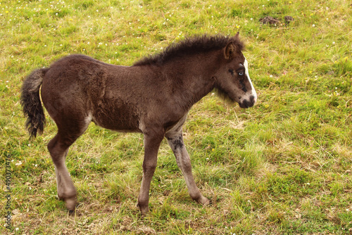 Islandpferd   Icelandic horse   Equus ferus caballus.