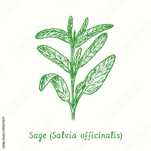 Sage  (Salvia officinalis).  Ink black and white doodle drawing in woodcut style