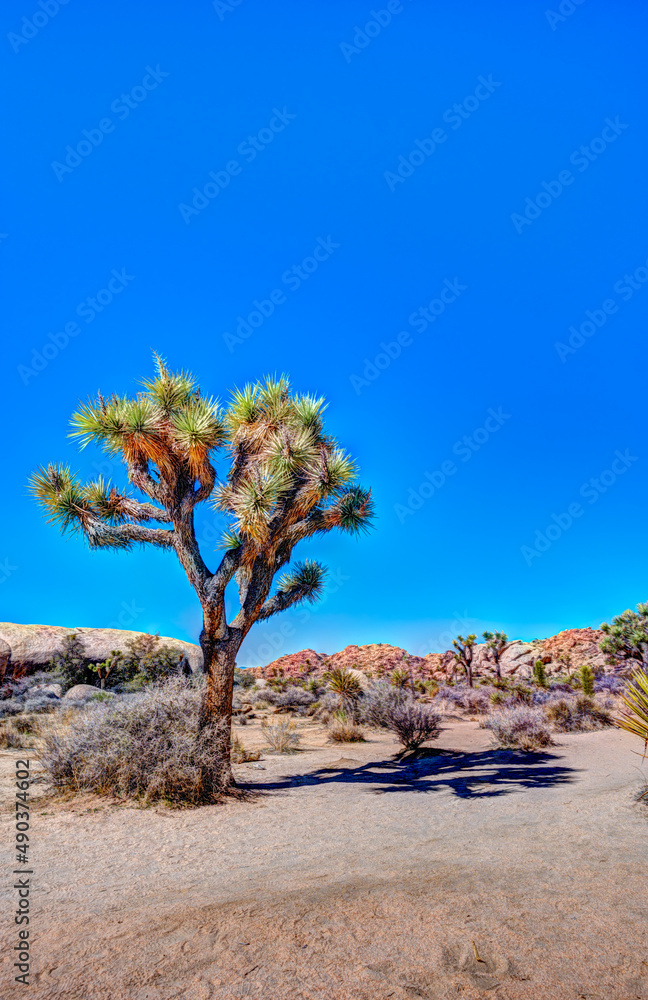 HDR of Joshua Tree National Park with clear skies and rocky backdrop