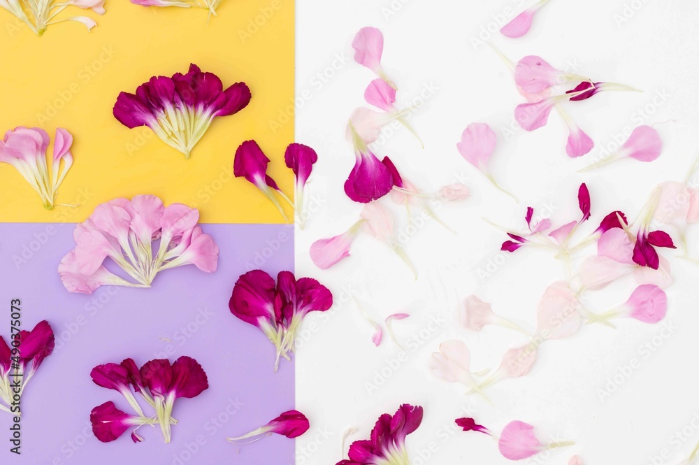 Obraz premium Scattered petals on purple yellow and white floral flat lay