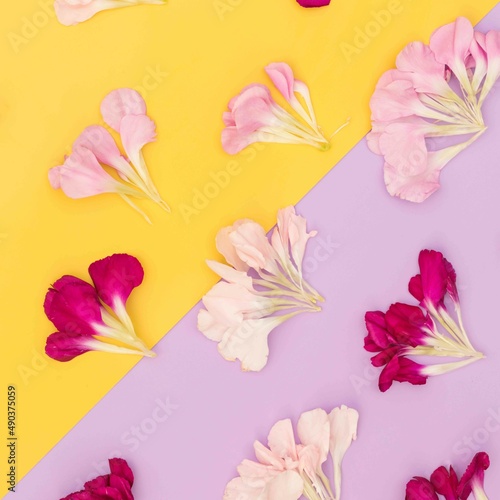 Diagonal color block flower petal flat lay