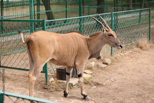 Fototapeta Naklejka Na Ścianę i Meble -  Eland (Tragelaphus oryx) in zoological garden