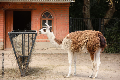 Funny llama in zoological g...