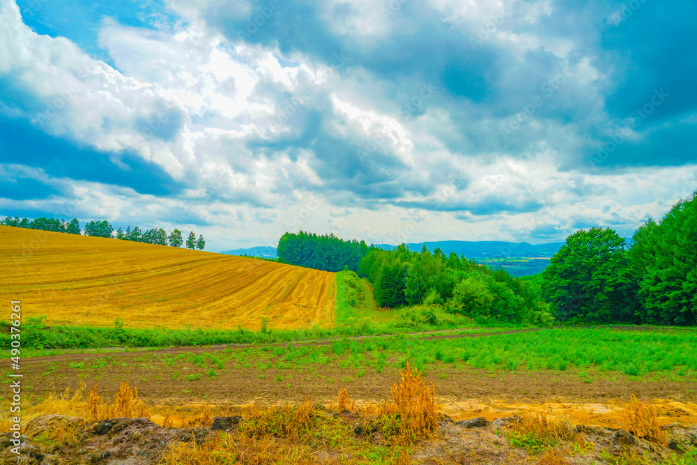 Obraz premium 北海道富良野の平原