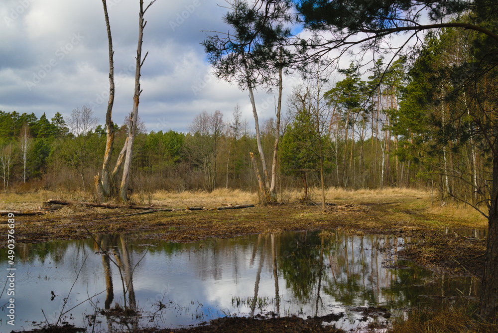 Obraz premium forest backwaters at the beginning of spring in Polish forests