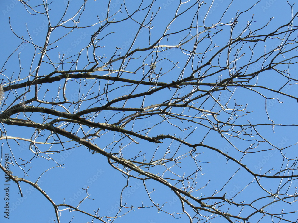 A close up of an old tree, against a clear blue sky, on a warm sunny day in Florida. A close up of an old tree, against a clear blue sky, on a warm sunny day in Florida.
