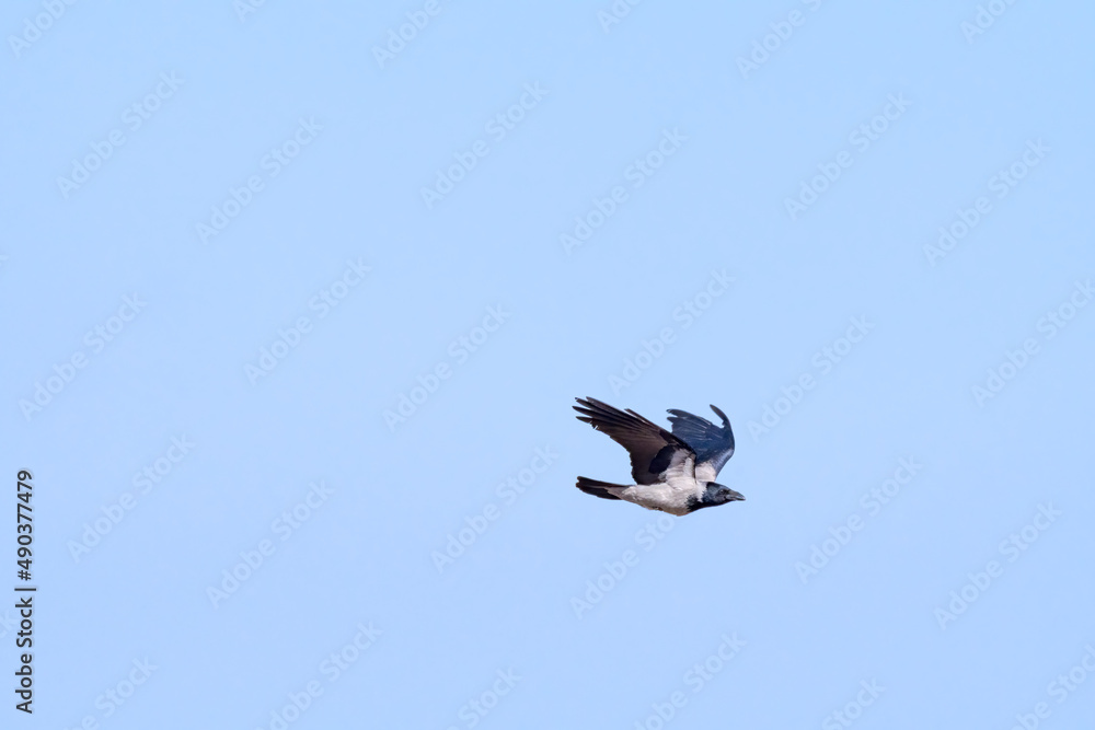 Hooded Crow (Corvus cornix) in park Hooded Crow (Corvus cornix) in park