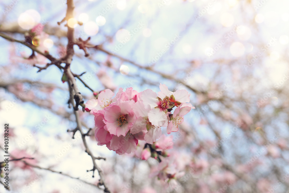 background of spring cherry blossoms tree. selective focus