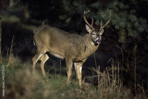Deer with Antlers in woods