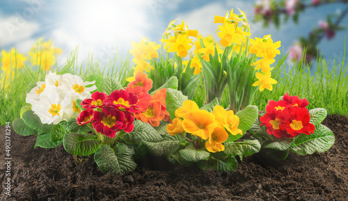 Frühlingsblumen photo