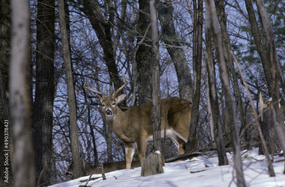 White Tailed Deer Buck White Tailed Deer Buck
