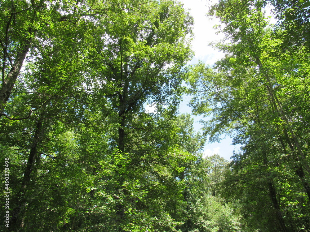 Obraz premium Trees in the lush forest of Georgia on a nature trail.