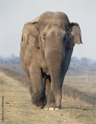 An African wild Elephant
