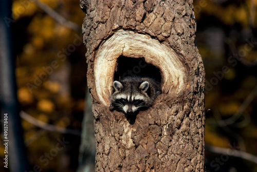 Raccoon peeking from a tree hole (Procyon lotor)