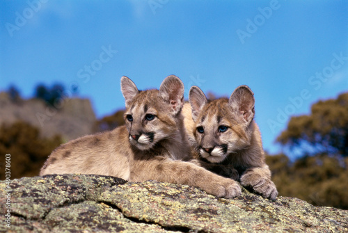 Two cougar cubs lying on a rock