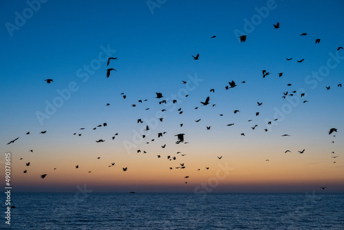 Vogelschwarm am Meer im Sonnenaufgang