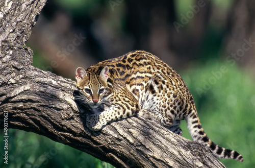 Ocelot on the branch of a tree photo