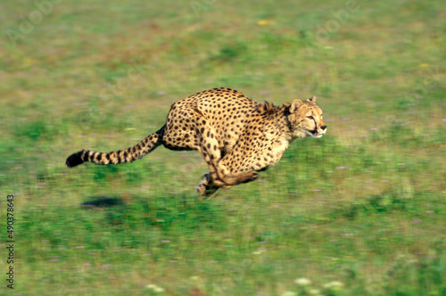 Cheetah running in a field