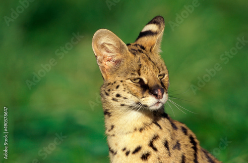 Close-up of a Serval photo