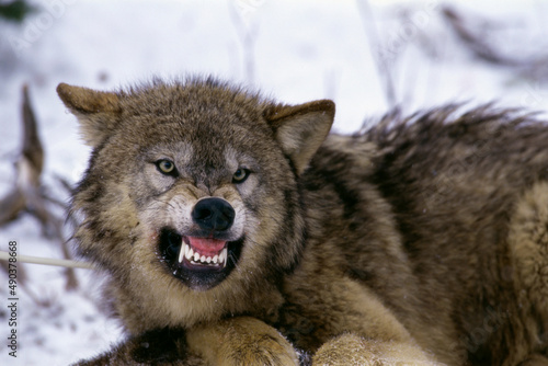 Close-up of a Timber Wolf growling photo