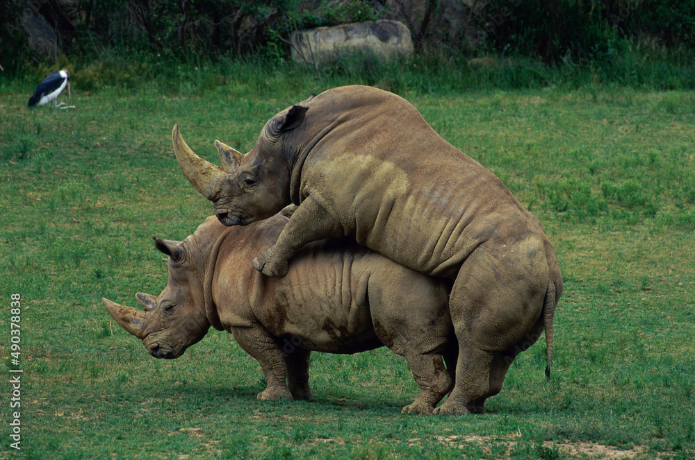 Rhinoceroses mating in a field Rhinoceroses mating in a field