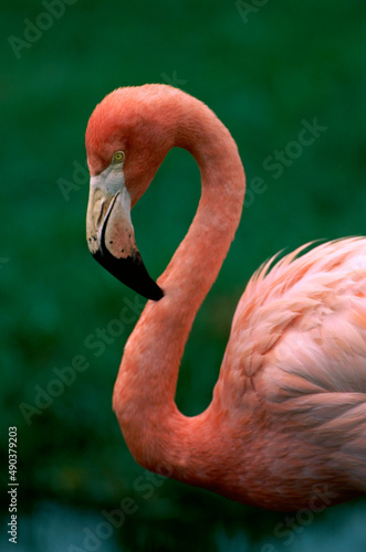 Close-up of a flamingo photo