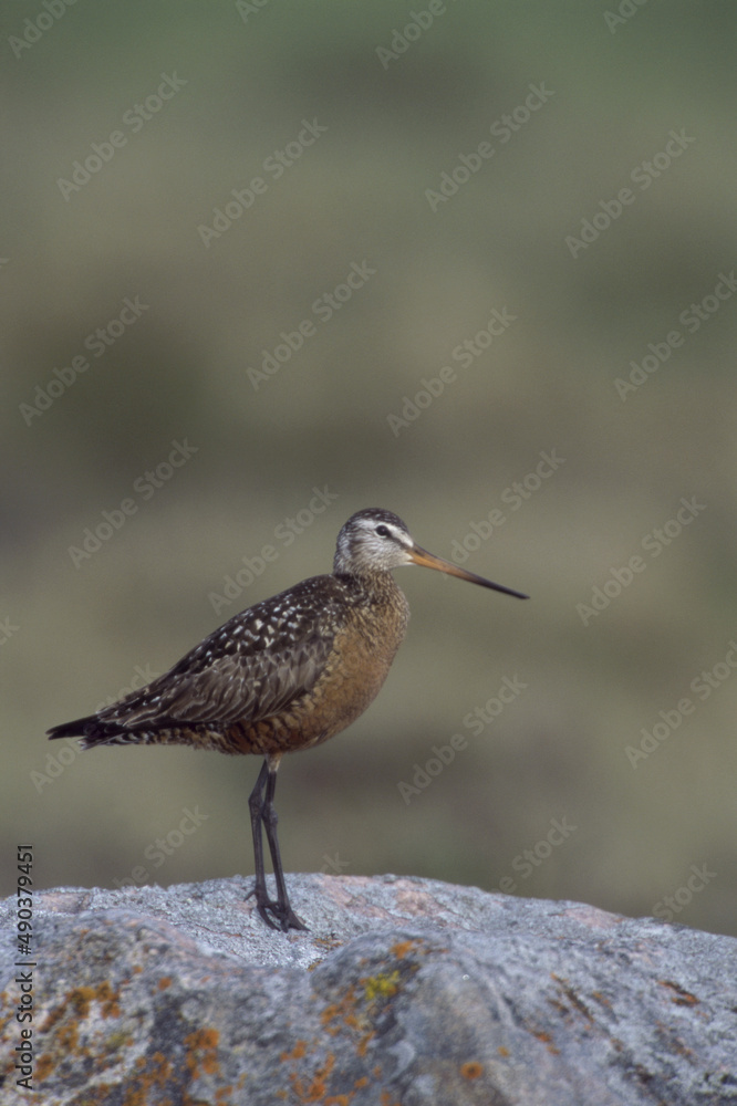 Hudsonian Godwit on a rock Hudsonian Godwit on a rock