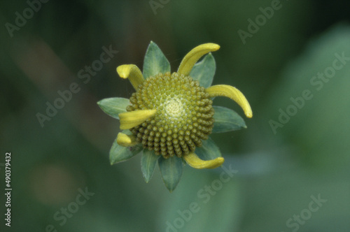 Close-up of a nodding sunflower