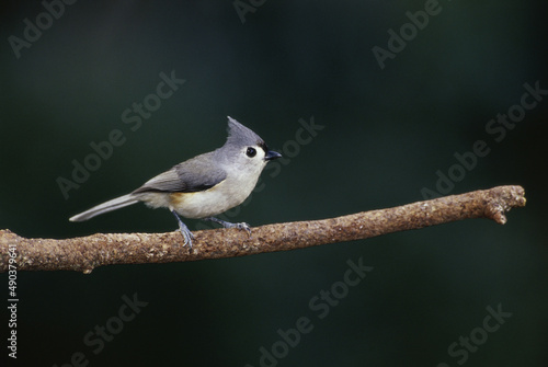 Tufted Titmouse on a branch photo