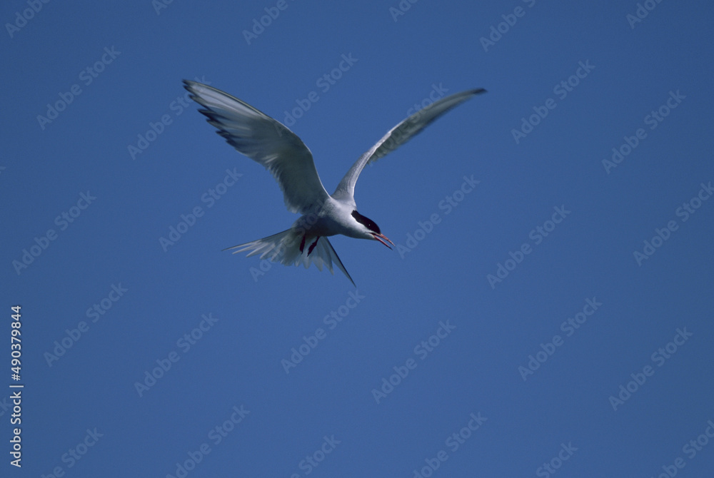 Arctic Tern flying Arctic Tern flying