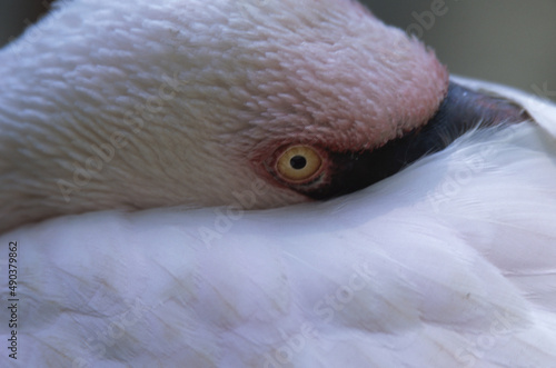 Close-up of a Lesser Flamingo