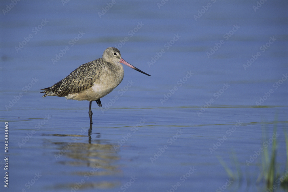 Marbled Godwit in water Marbled Godwit in water