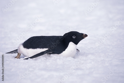 Adelie Penguin in the snow, Antarctica
