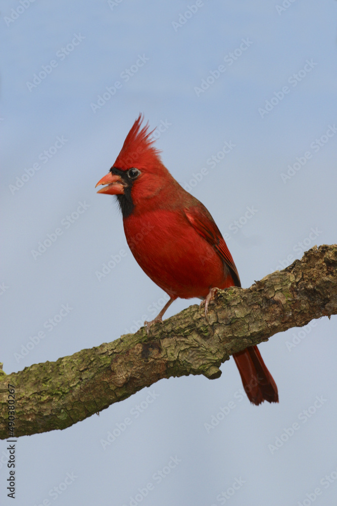 Northern Cardinal on a branch Northern Cardinal on a branch