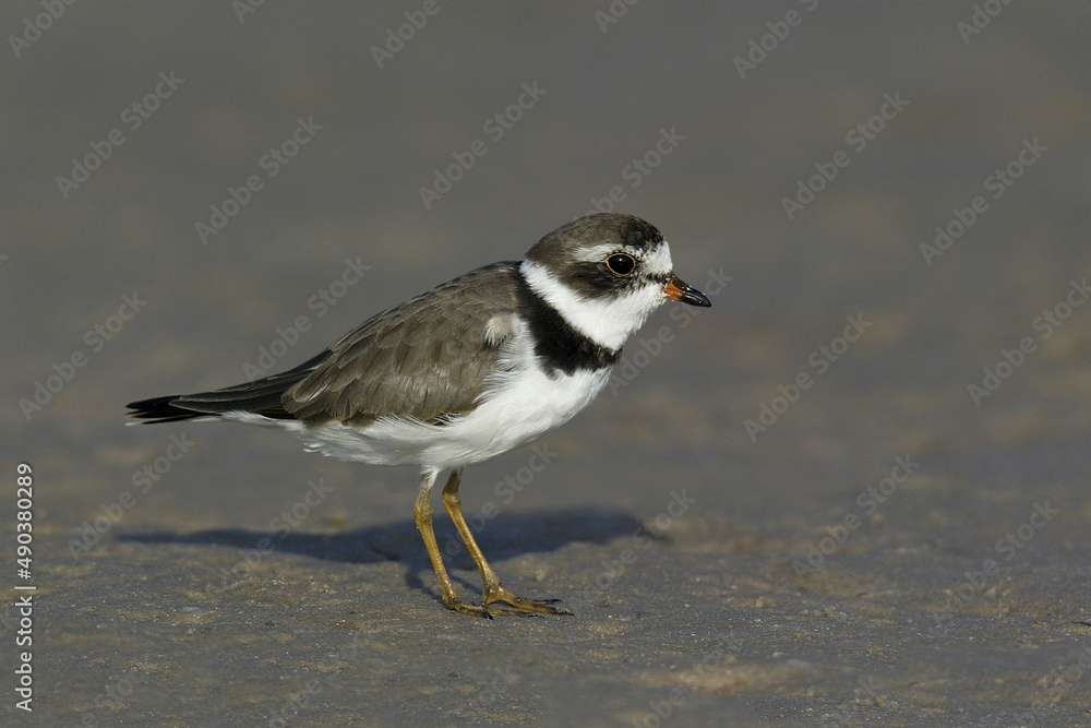 Semipalmated Plover Semipalmated Plover