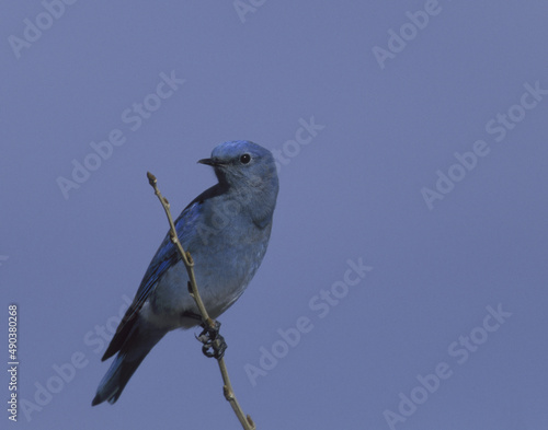 Mountain Bluebird on a twig photo