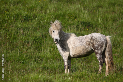 Islandpferd   Icelandic horse   Equus ferus caballus