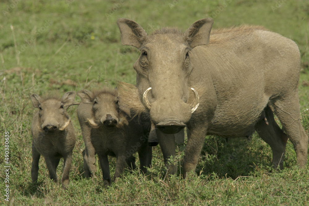 Family of warthogs Family of warthogs
