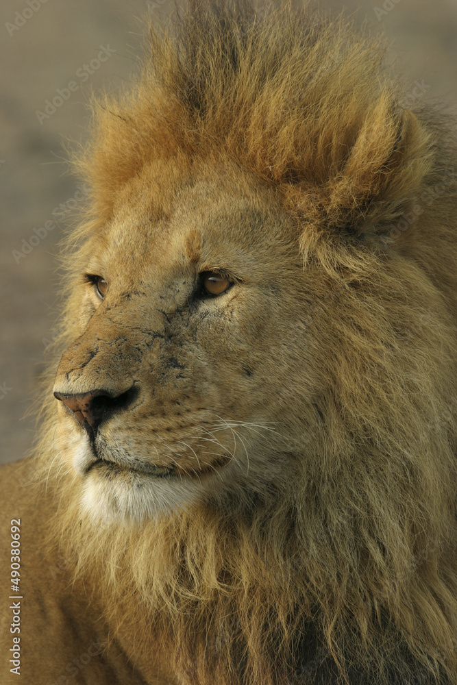 Close-up of the face of a lion