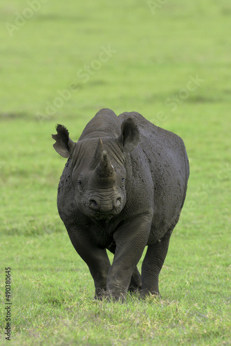 Black rhinoceros in a field photo