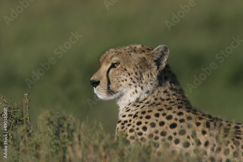 Close-up of a cheetah in a grassy field
