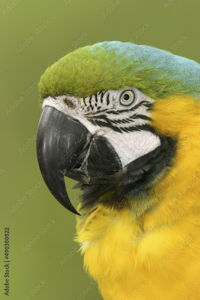 Close-up of a Blue and Yellow Macaw Close-up of a Blue and Yellow Macaw