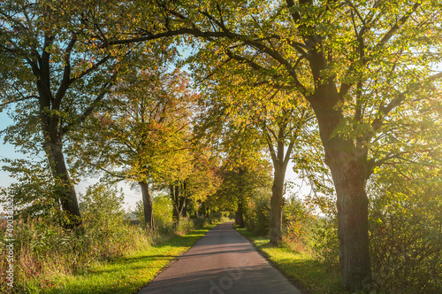 autumn road with sunny lighted trees