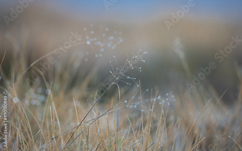 grass in the fog with water drops 