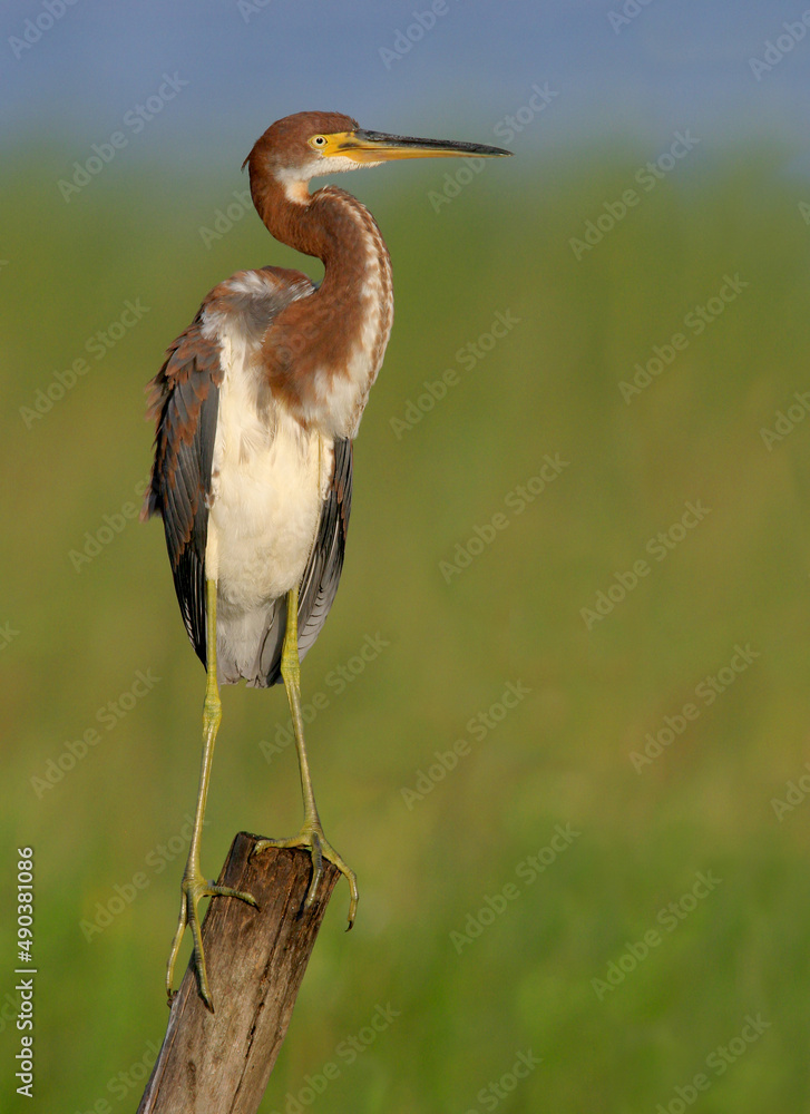 Juvenile Tricolored Heron standing on a wooden post Juvenile Tricolored Heron standing on a wooden post