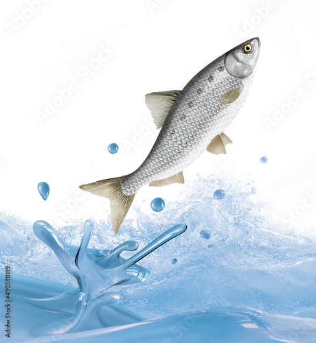 poisson, alose,  isolé, pêche, alimentvague, goutte, giclé,  animal, mer, saut, évasion,  ailette, frais, blanc, brut, fruits de mer, eau, nature, eau douce,  sain, carpe, fleuve, illustration, lac, a photo