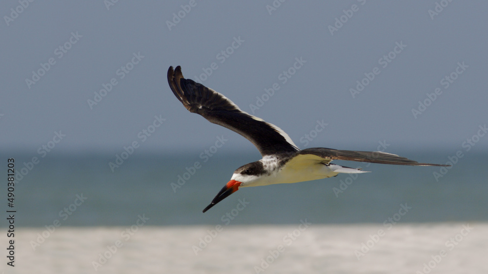 Side profile of a Black Skimmer flying (Rynchops niger) Side profile of a Black Skimmer flying (Rynchops niger)