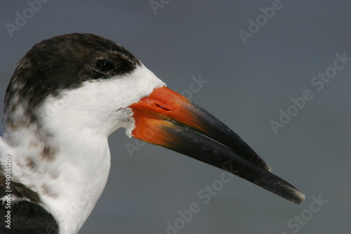Close-up of a Black Skimmer (Rynchops niger)