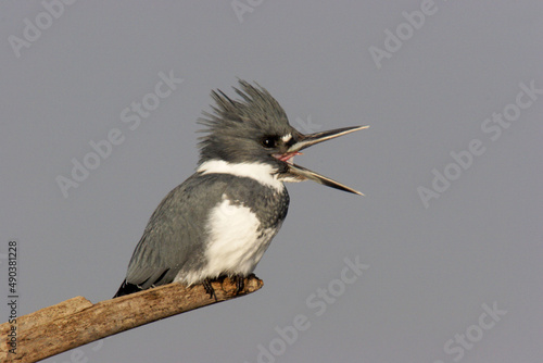Close-up of a kingfisher perching on a branch photo