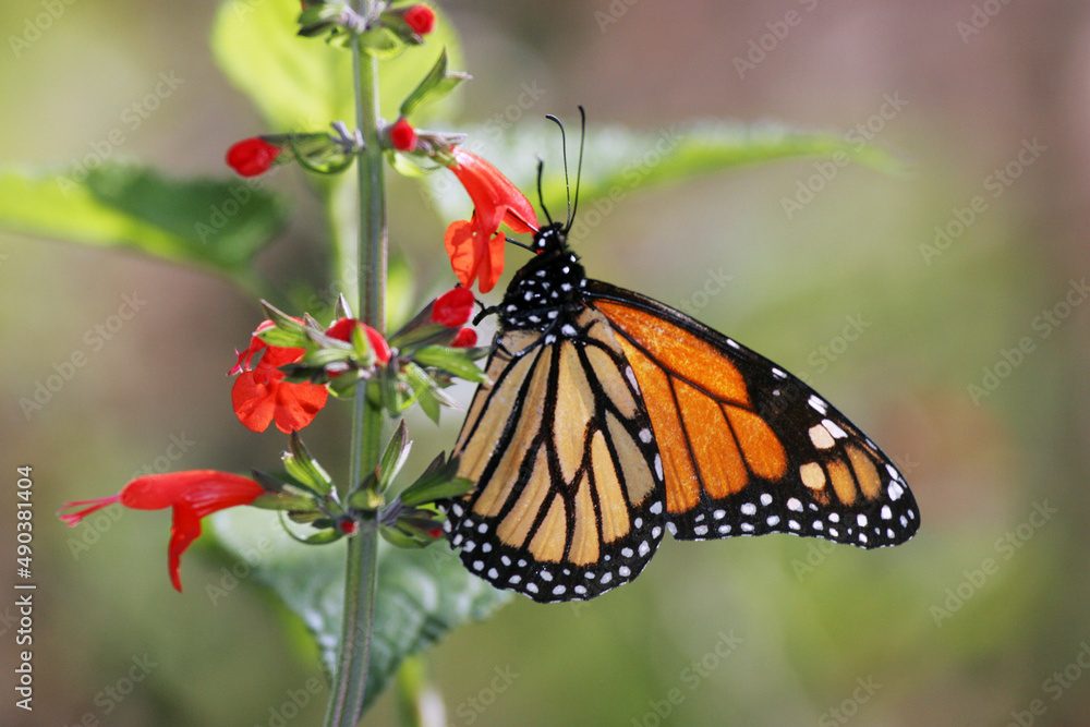 Close-up of a Monarch Butterfly on a branch (Danaus plexippus) Close-up of a Monarch Butterfly on a branch (Danaus plexippus)